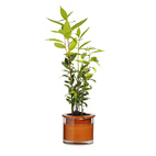 Kruka Wet Pot Small