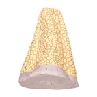 Vas Volcano Small