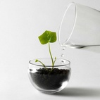 Gewächshaus Grow Glas S