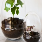 Gewächshaus Grow Glas S