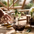 Gewächshaus Grow Glas S