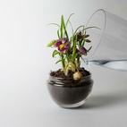 Kasvihuone Grow Glas M