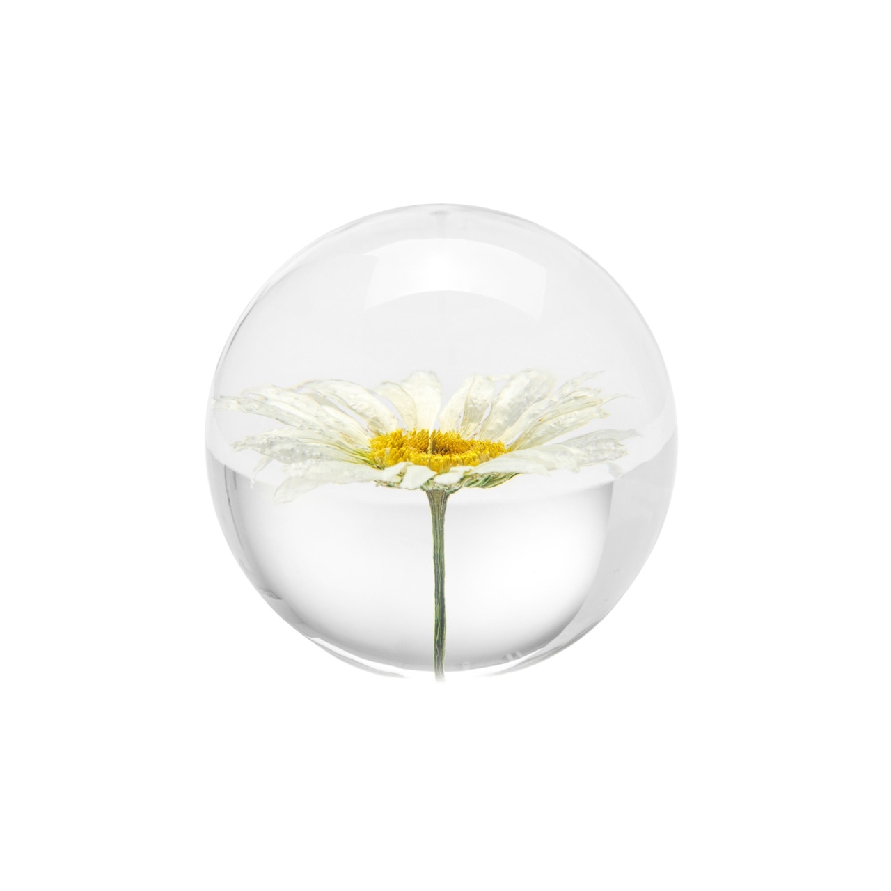 Paperipaino Daisy Prästkrage 7 cm