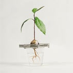 Kasviteline Regrow Musta