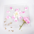 Blompress Ängsfälla Fönster
