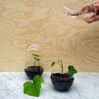 Gewächshaus Grow Glas S